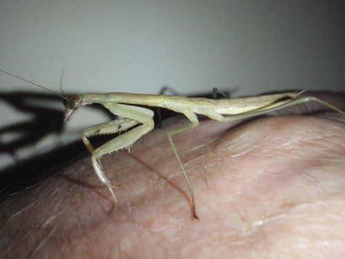 mantis update 003.jpg