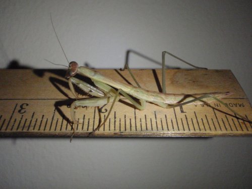 mantis update 015.jpg