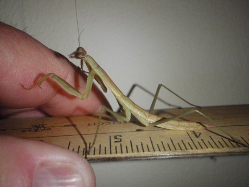 mantis update 016.jpg