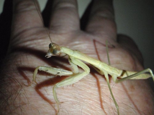 mantis update 019.jpg