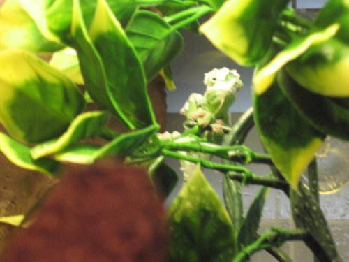 Dushara 5 06-08-10.jpg