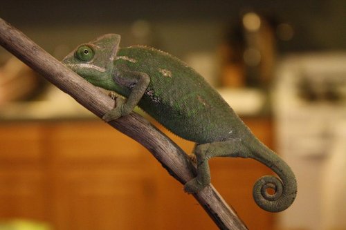female#2.JPG