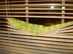 Lola on blinds.jpg