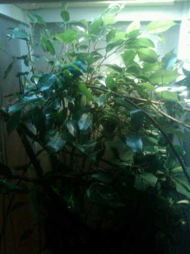 IMG00150-20100609-1856.jpg