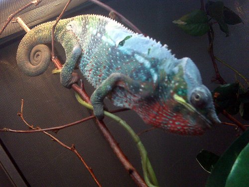 ambilobeshedding.jpg