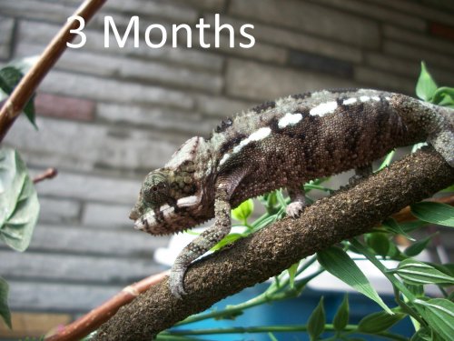 3 Months.jpg