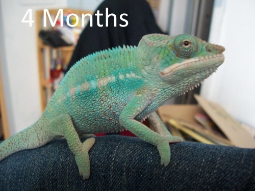4 Months.jpg