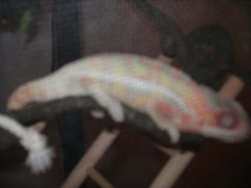 Pictures 2010 001.jpg