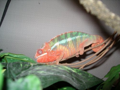 Pictures 2010 003.jpg