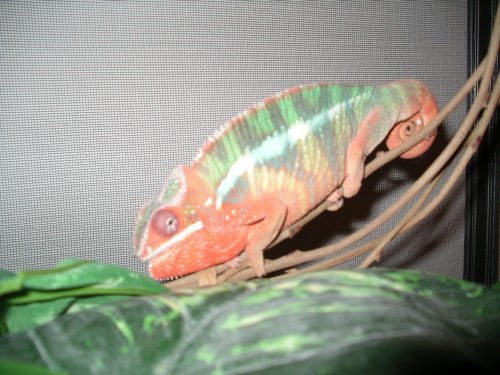 Pictures 2010 004.jpg