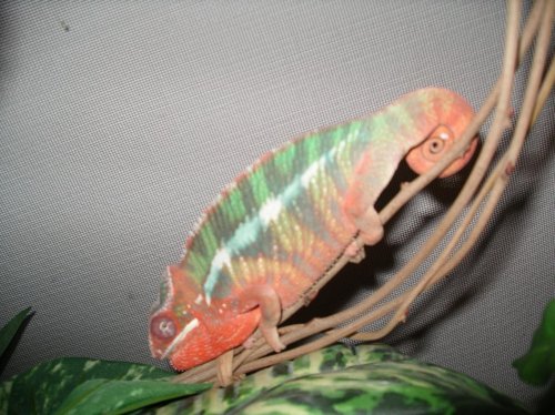 Pictures 2010 005.jpg