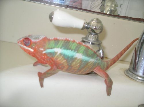 Pictures 2010 018.jpg