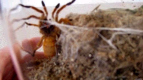 P.murinus1 copy.jpg