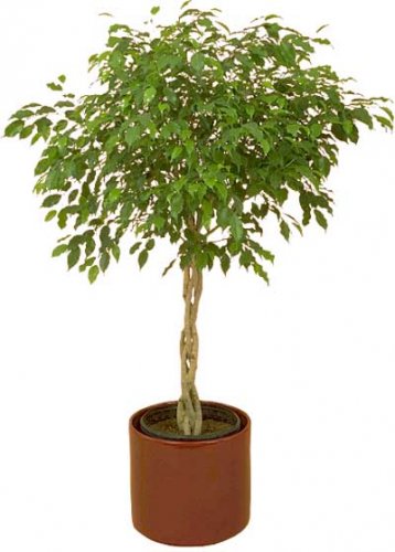 ficus.jpg