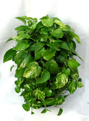 pothos.jpg