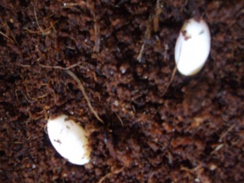 eggs 013.jpg