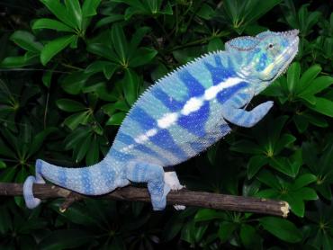 breeder_chameleons.jpg