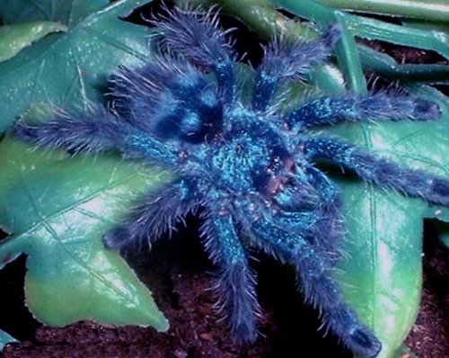 A.versicolor1.jpg