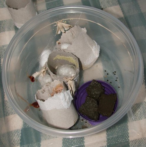 silk moths.jpg