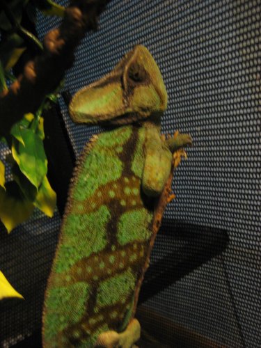 Jolly7-01-10 008.jpg