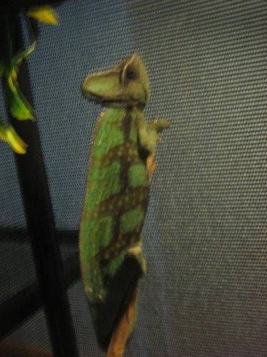 Jolly7-01-10 011.jpg