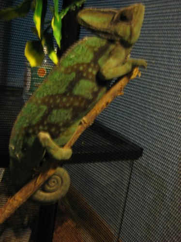 Jolly7-01-10 012.jpg