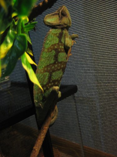 Jolly 7-01-10 009.jpg