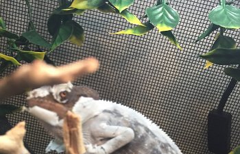 Shedding