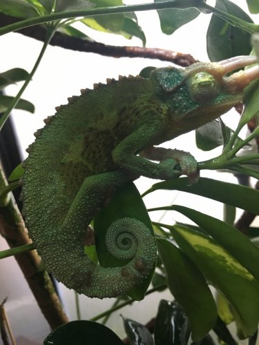 chameleon.JPG