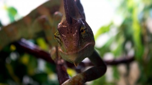 Brodey On Branch (IMG_1329).jpg