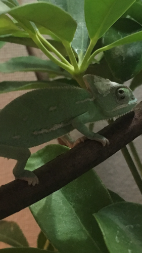 Black spot on right eye.PNG