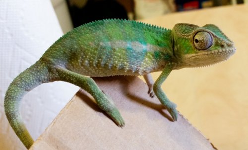 Blue Baby 3 months.jpg