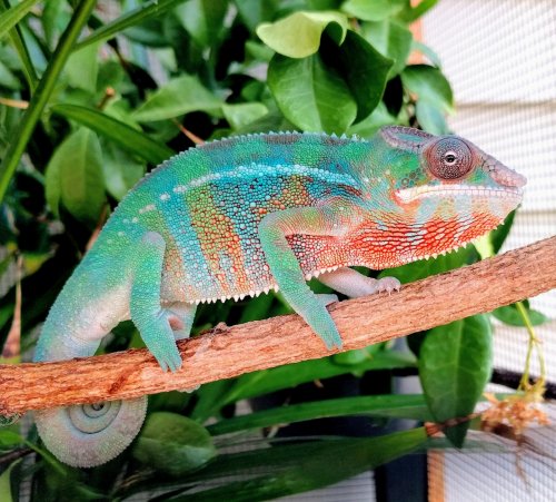 Panther Chameleon Growth Chart