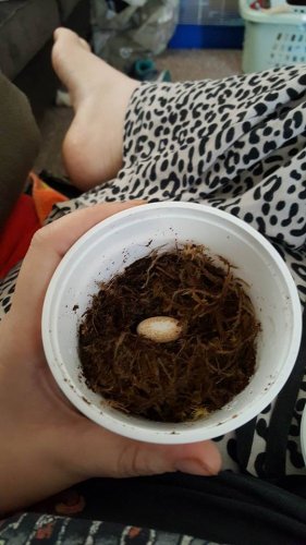 Crestie egg.jpg