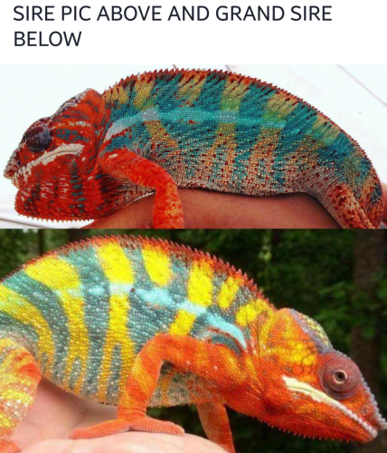 Sire and Grand Sire.png