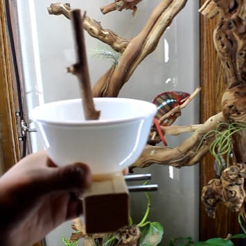 chameleon feeder bowl idea.jpg