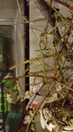 Sticks 1.jpg