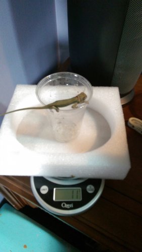 IMAG4107.jpg