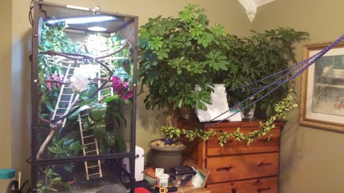 conan's habitat.jpg conan's habitat.jpg