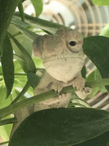 Clyde (Close Up) 3-months.jpg