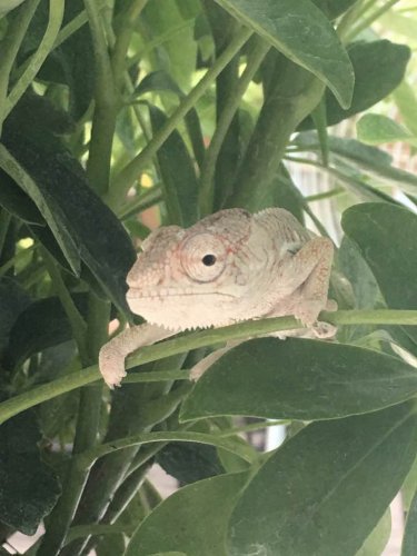 Clyde (stealth) 3-months.jpg