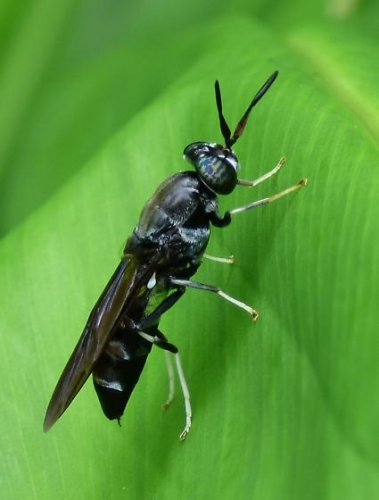 Samuel Ewing Hermetia Illucens.jpg