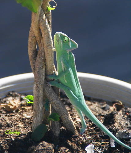 DSC03032.jpg
