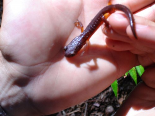 McDonald Park 008.jpg