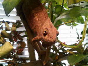 female red oustalet's.jpg