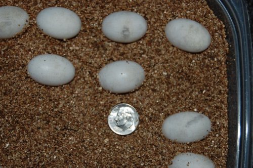 eggs deremensis 001.jpg