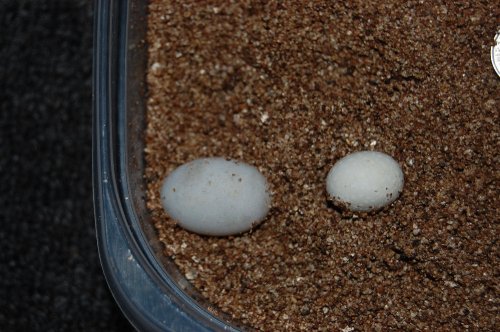 eggs deremensis 002.jpg
