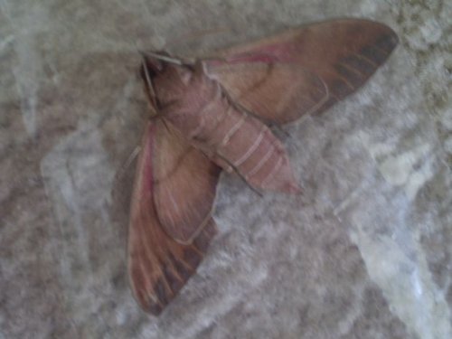 underneath side.JPG