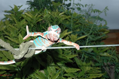 ambilobe arnie 2.jpg