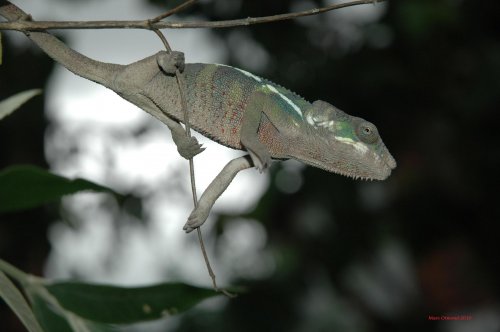 ambilobe blue bar marc.jpg